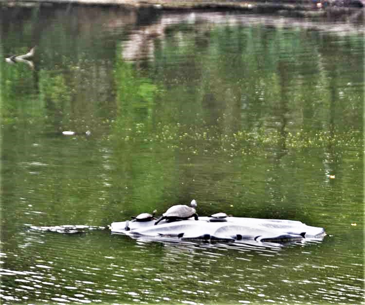 turtles in lagoon
